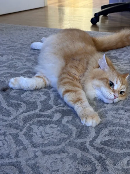 Source photo for Afternoon stretch