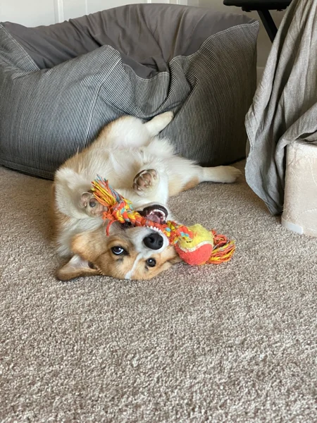 Source photo for Playtime
